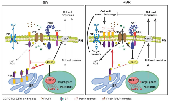 Research Image