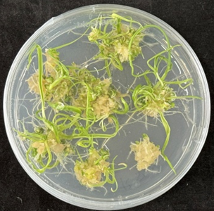 Fielder-TaWOX5 overexpression phenotype