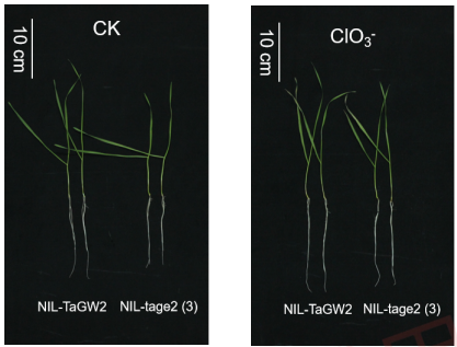 TaGW2 near-isogenic mutant phenotype