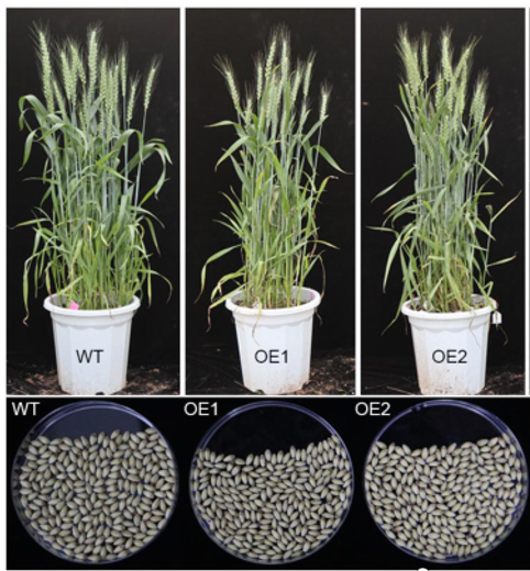 TaGW2 overexpression line phenotype