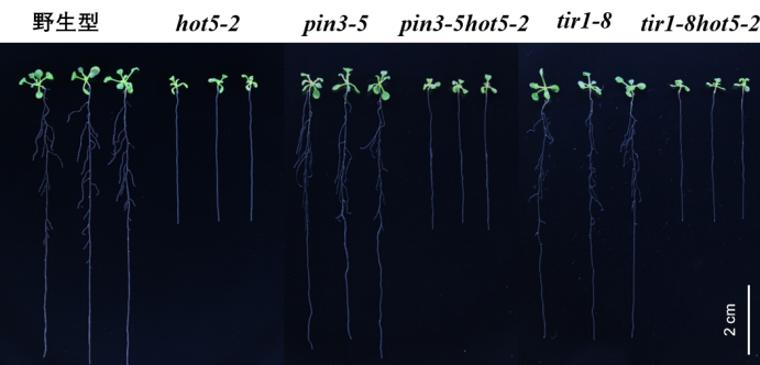 Arabidopsis mutants phenotype comparison