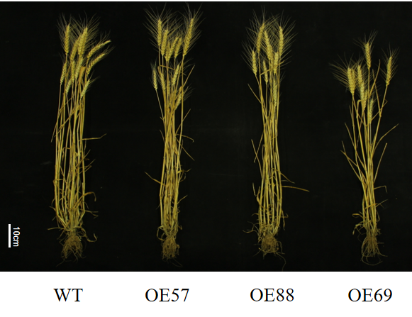 F-box overexpression phenotype