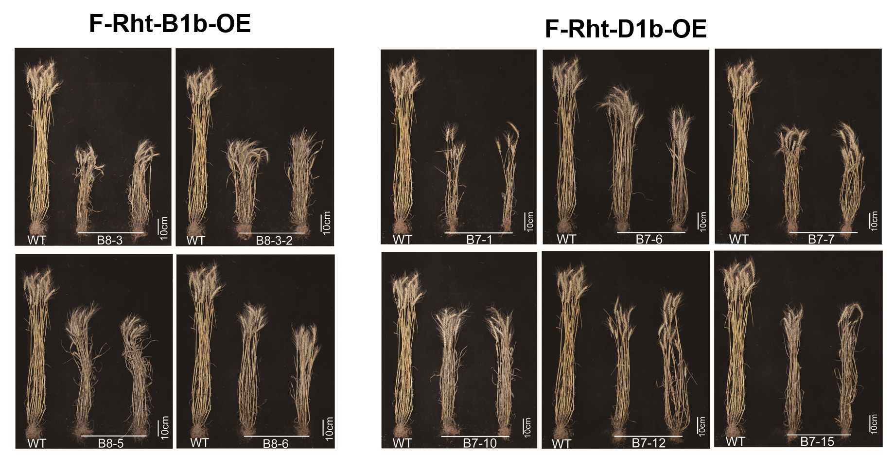 Phenotype of Rht overexpression lines (BG3-R1-1; B6, B7, B8, B9 series)