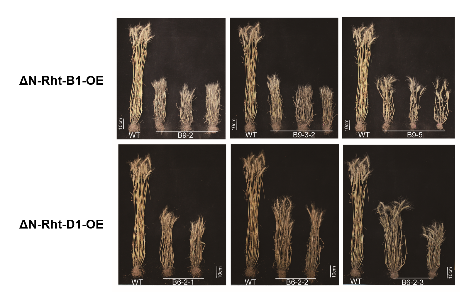Phenotype of Rht overexpression lines (BG3-R1-1; B6, B7, B8, B9 series)