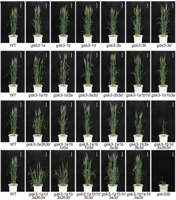 TaGSK3 multi-gene mutants phenotype