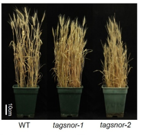 Tagsnor triple mutant phenotype