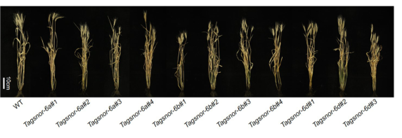 Tagsnor single mutant phenotype